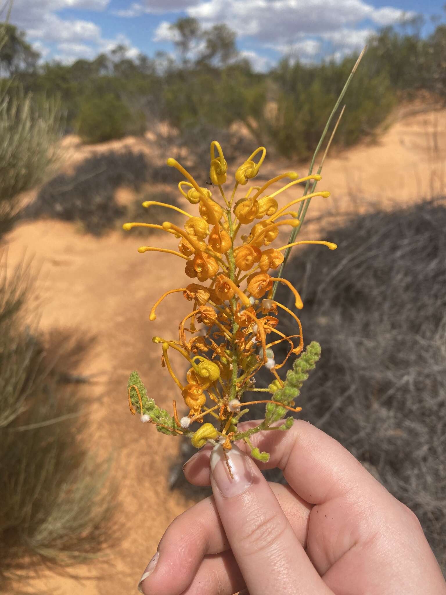 Image of Grevillea juncifolia Hook.