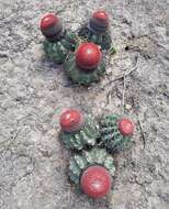 Image of Melocactus salvadorensis Werderm.