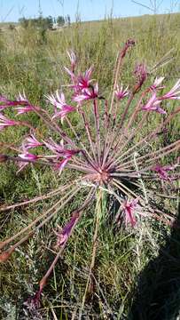 Image of Brunsvigia gregaria R. A. Dyer