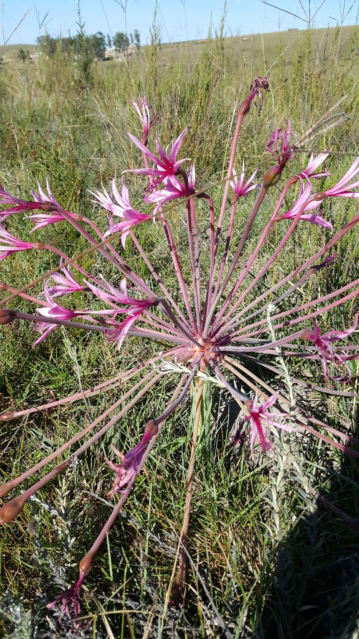 Image of Brunsvigia gregaria R. A. Dyer