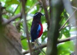 Image of Black-crowned Pitta