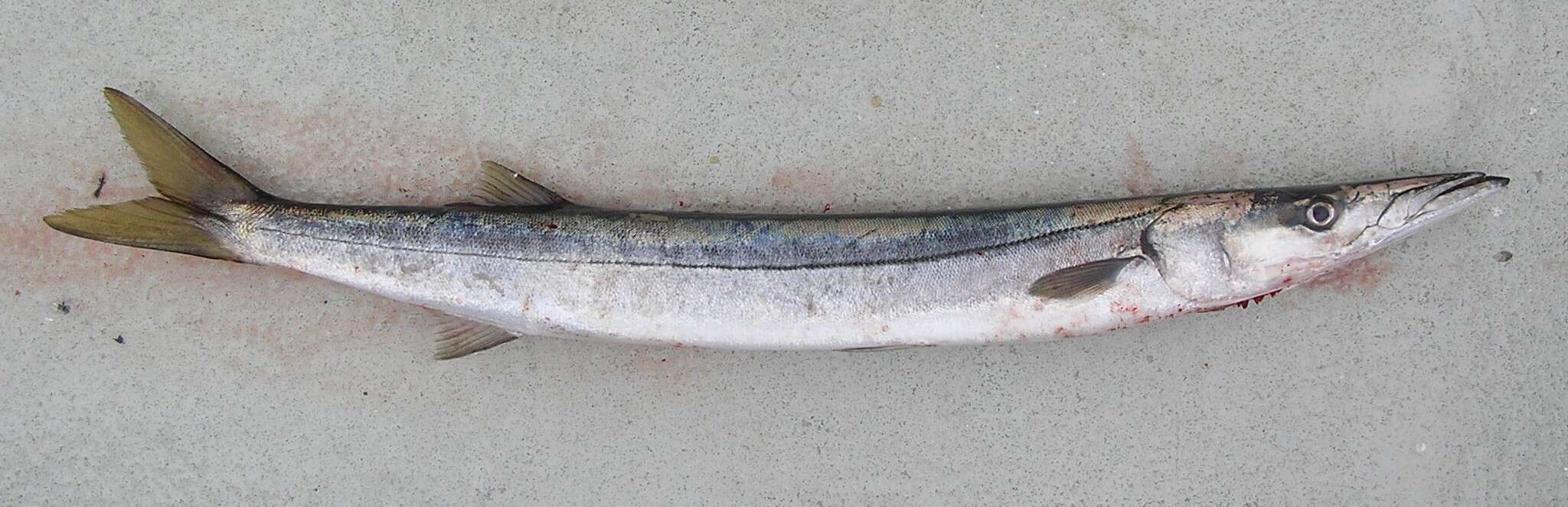 Image of Pacific barracuda