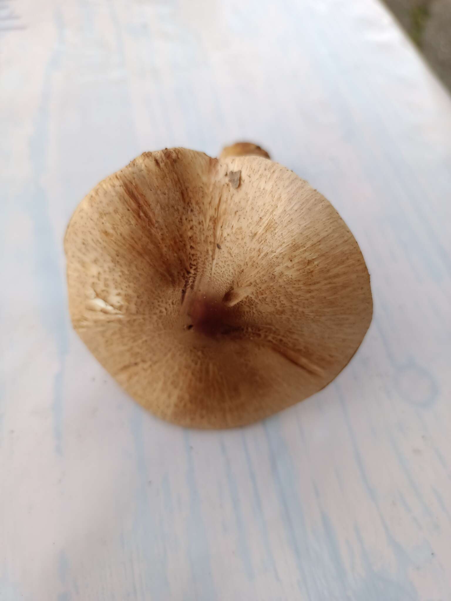 Image of Lepiota ochraceofulva P. D. Orton 1960