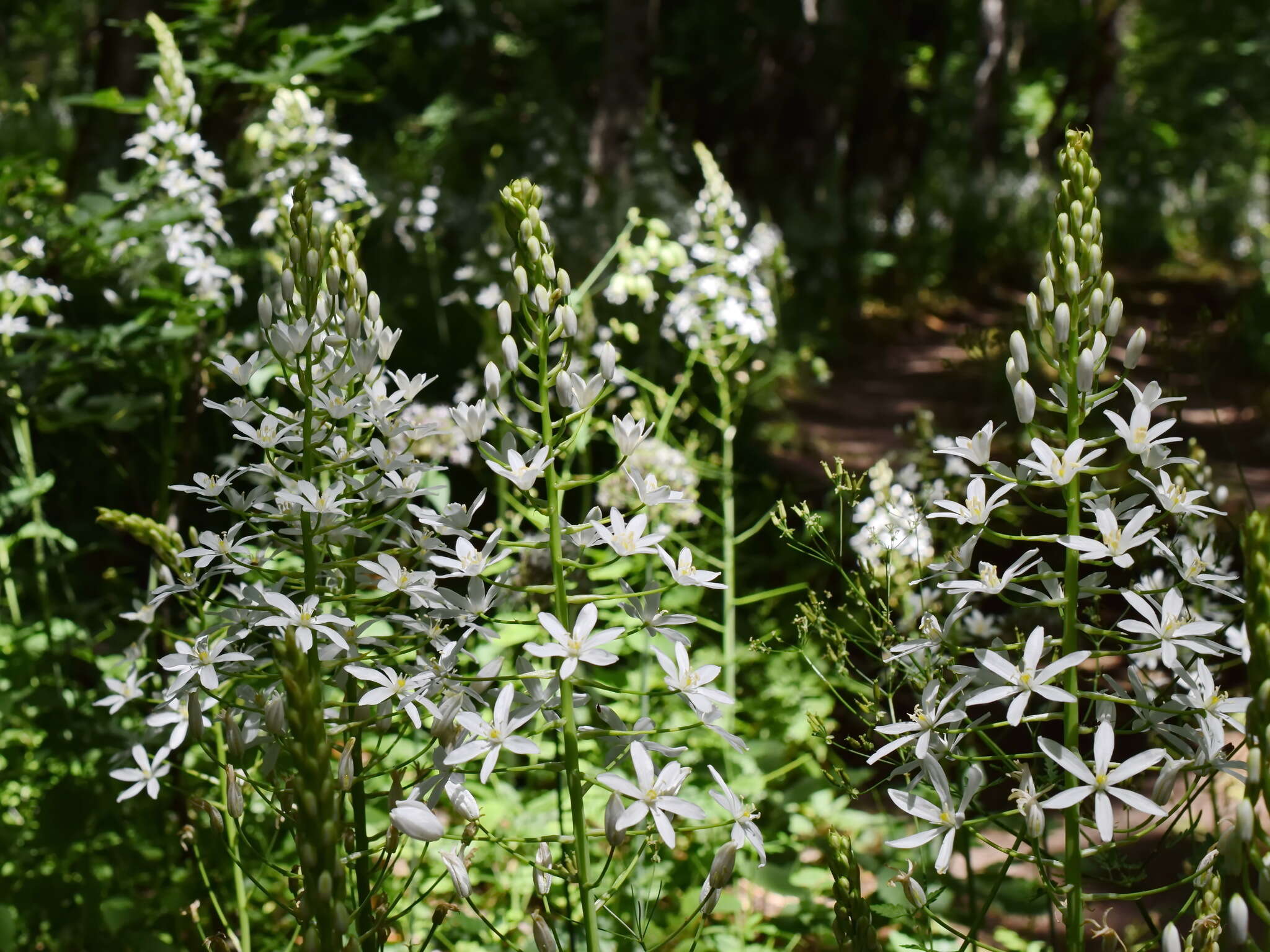 Image of Ornithogalum arcuatum Steven