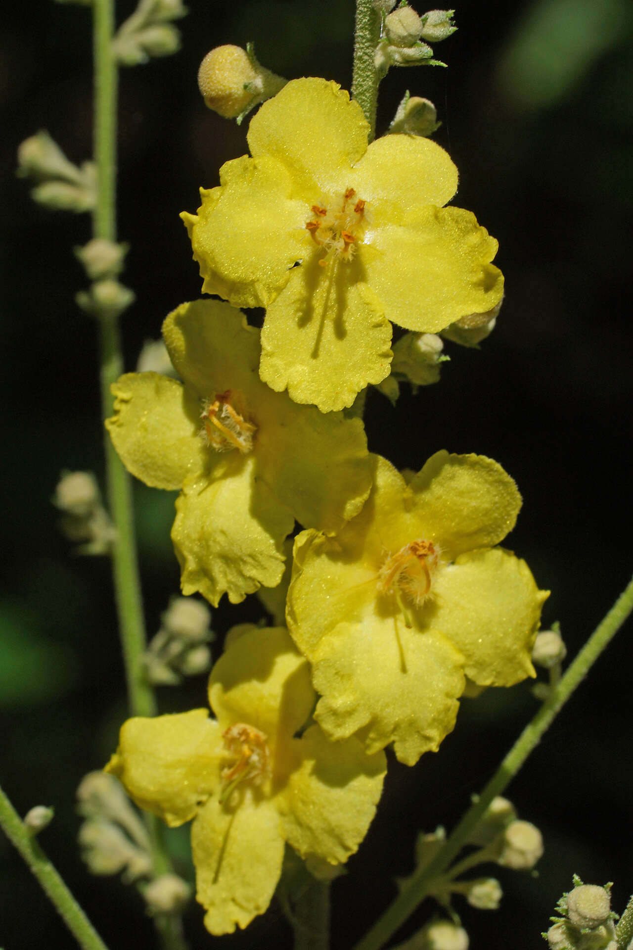 Image of Verbascum nobile Velen.