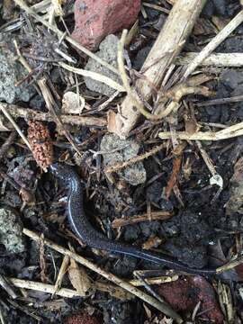 Image of Northern Ravine Salamander