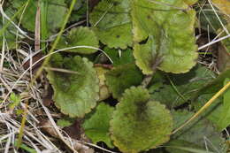 Imagem de Ourisia macrophylla subsp. lactea (L. B. Moore) Meudt