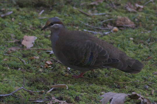 Image of Brush Bronzewing