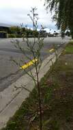 Image of Seaside American-Aster