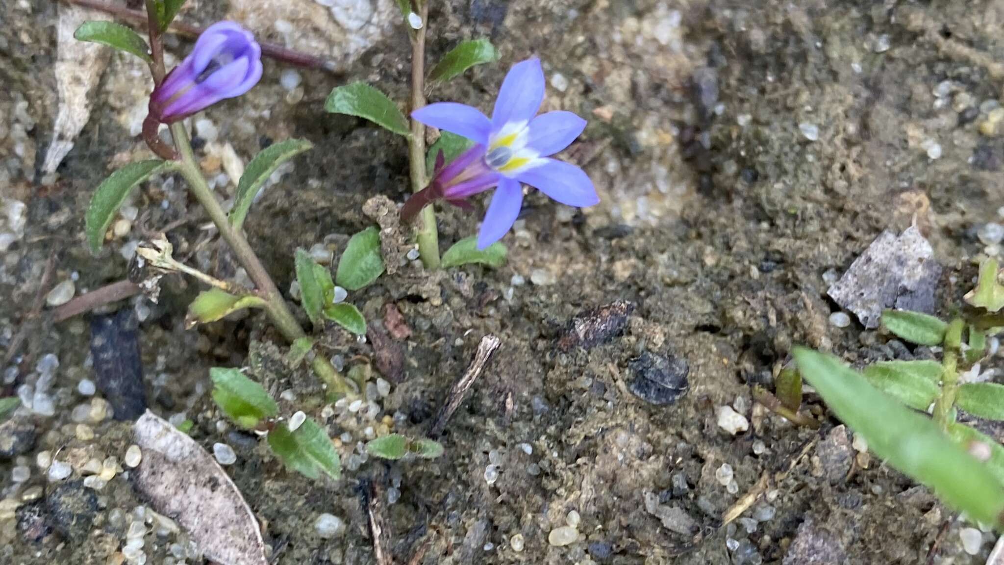 Image of Lobelia pratioides Benth.