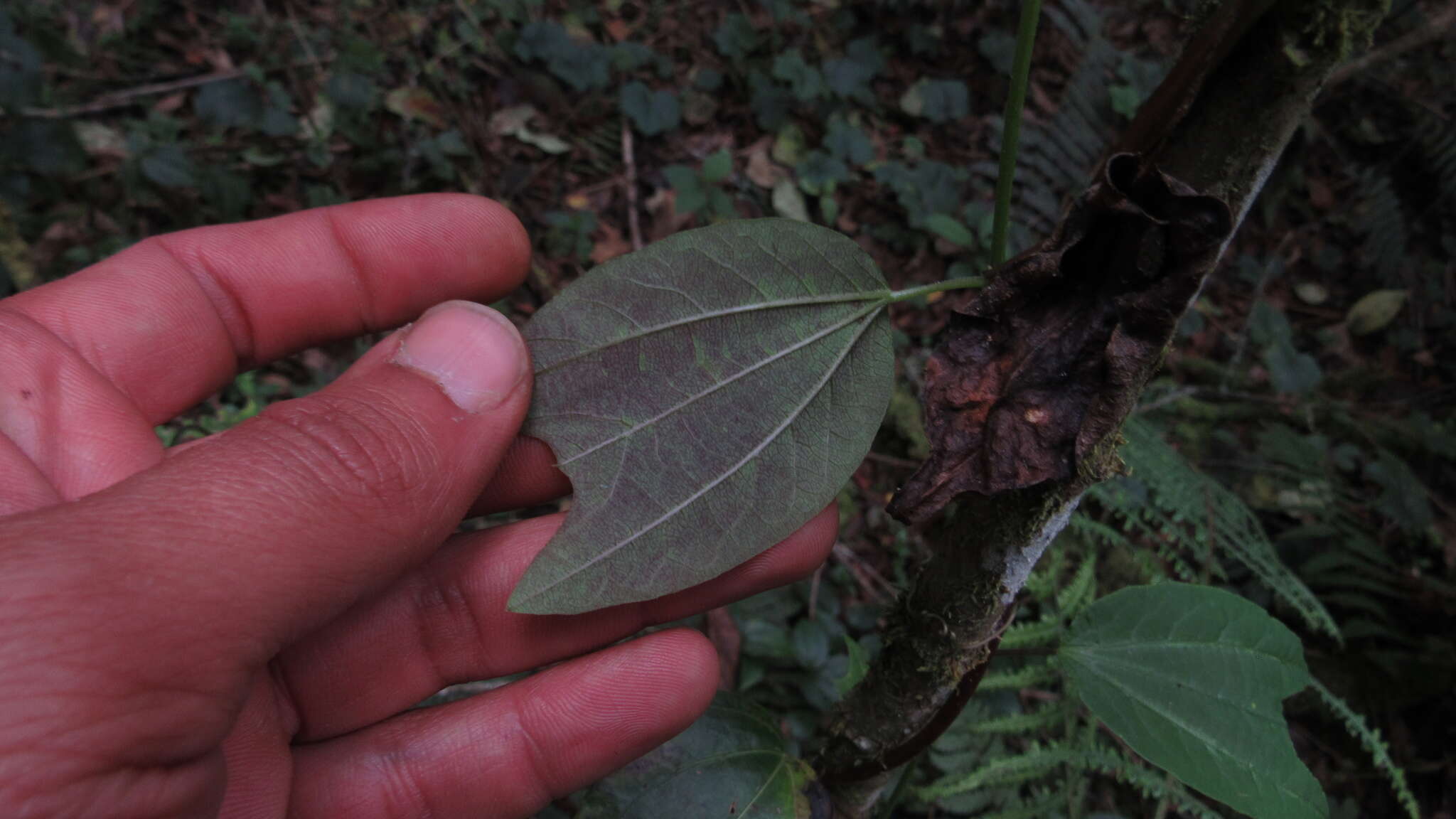 Imagem de Passiflora azeroana Uribe