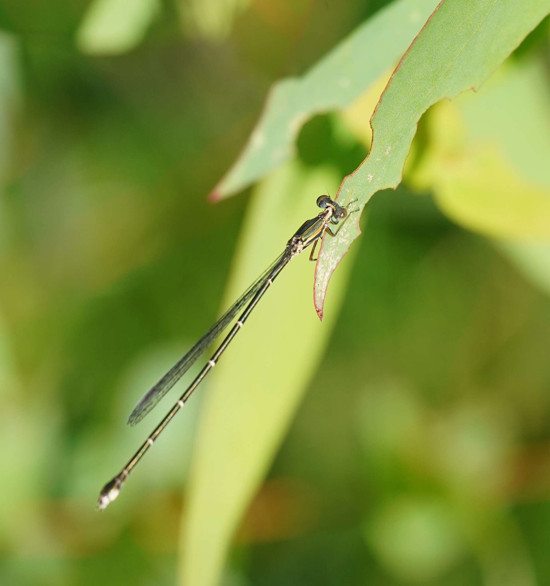 Image of Rhadinosticta simplex (Martin 1901)