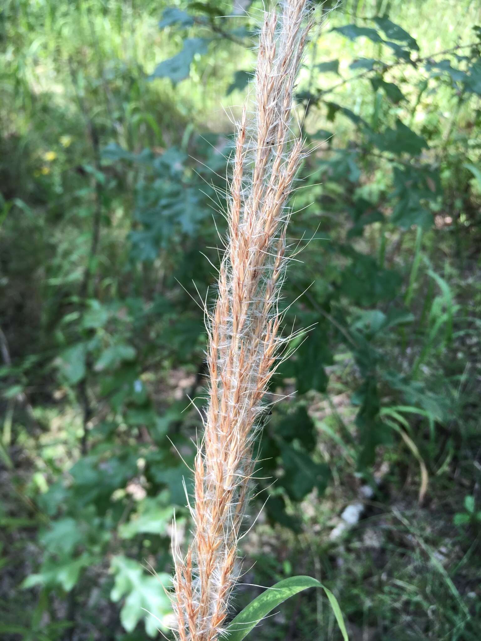 Image of Short-Beard Plume Grass