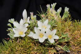 Imagem de Geranium ruizii Hieron.