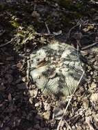 Image of Sand Dollar Cactus