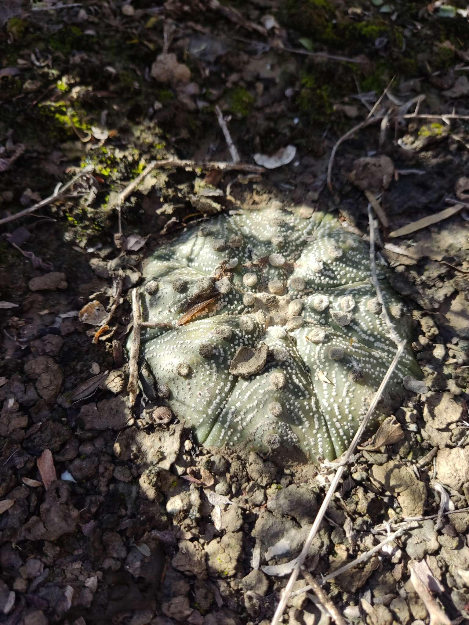 Image of Sand Dollar Cactus