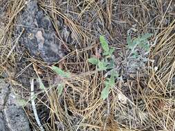 Phacelia mutabilis Greene的圖片