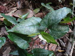 Image of cissus