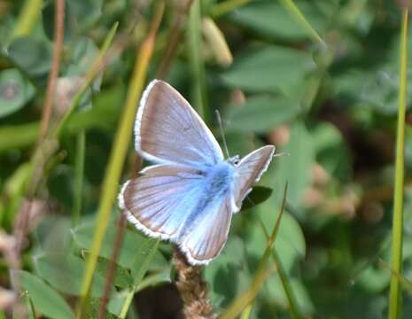 Image of Polyommatus damon