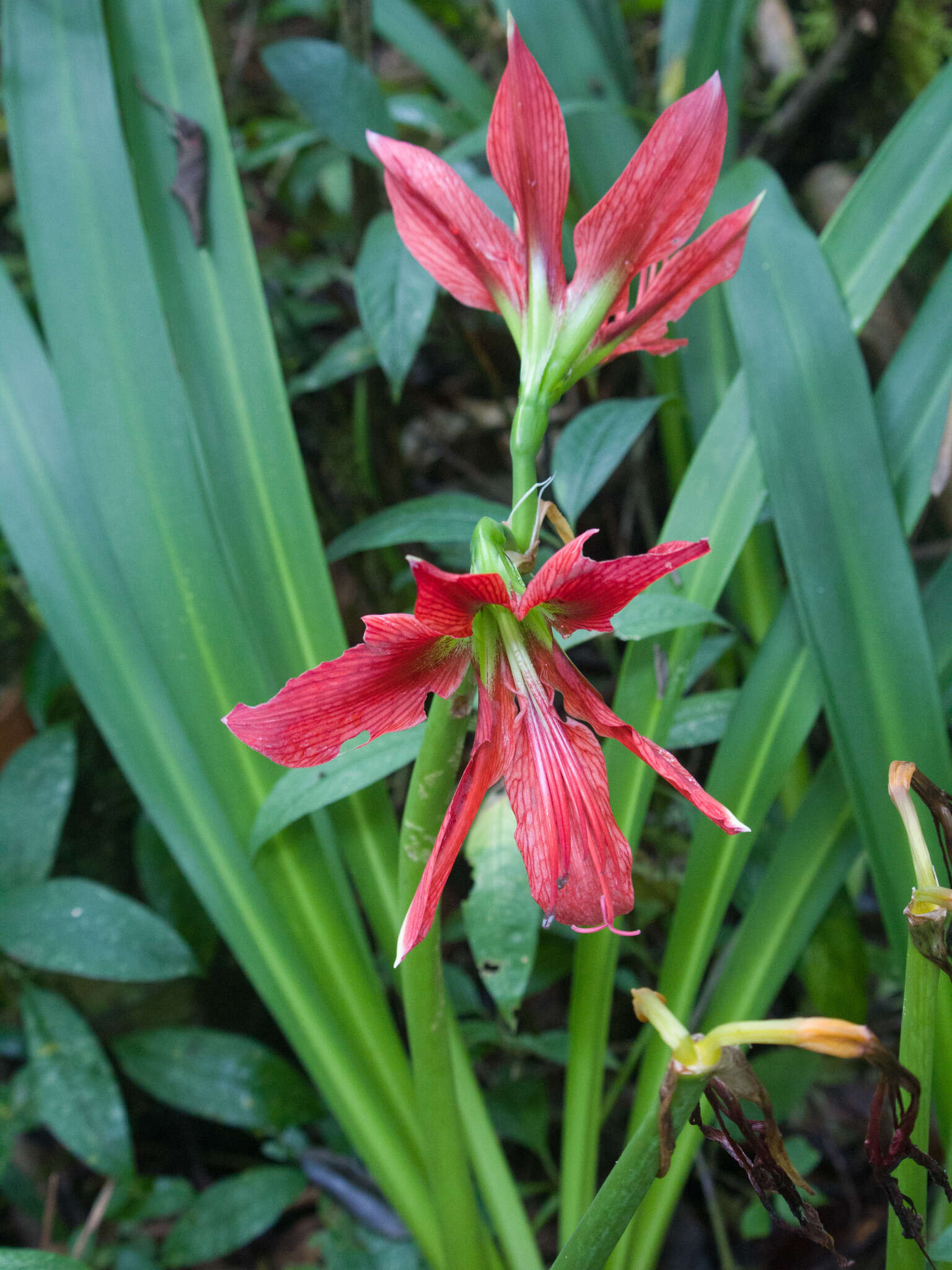 Imagem de Hippeastrum aulicum (Ker Gawl.) Herb.