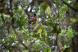 Image of Blue-backed Conebill