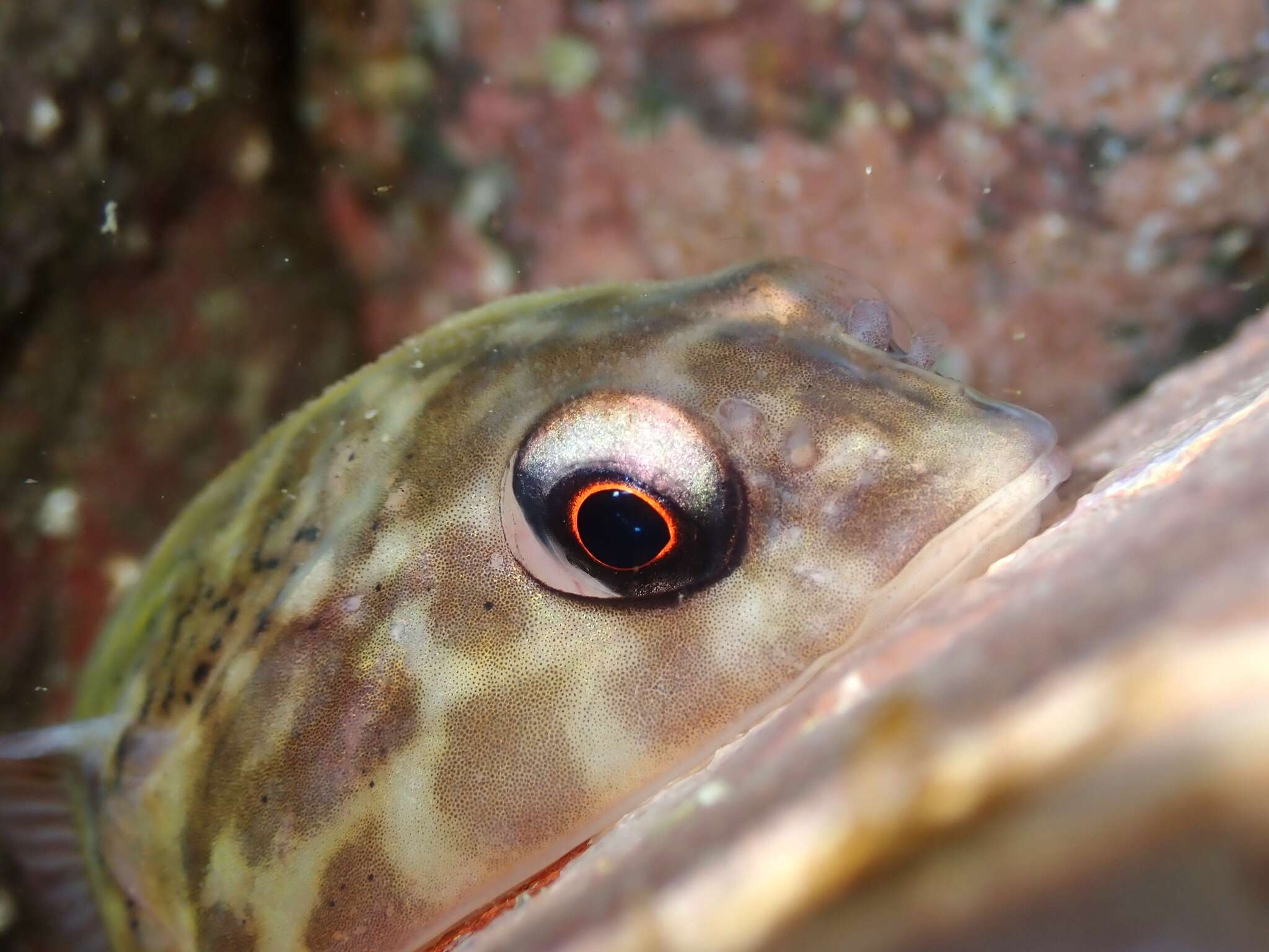 Image of Orange clingfish