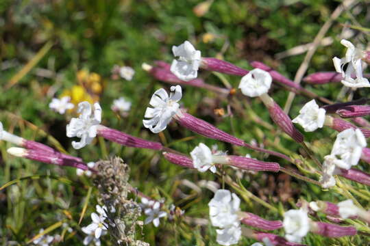 Image of Silene caryophylloides (Poir.) Otth