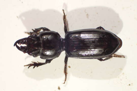 صورة Scarites (Scarites) subterraneus Fabricius 1775