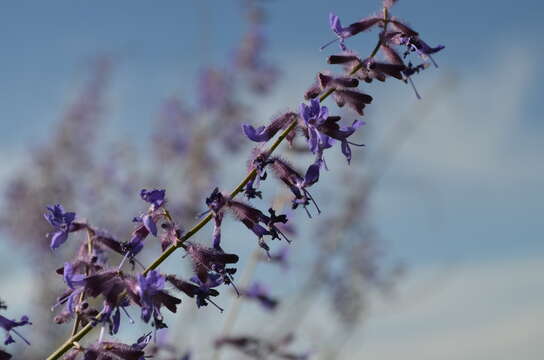 Image of <i>Salvia abrotanoides</i>