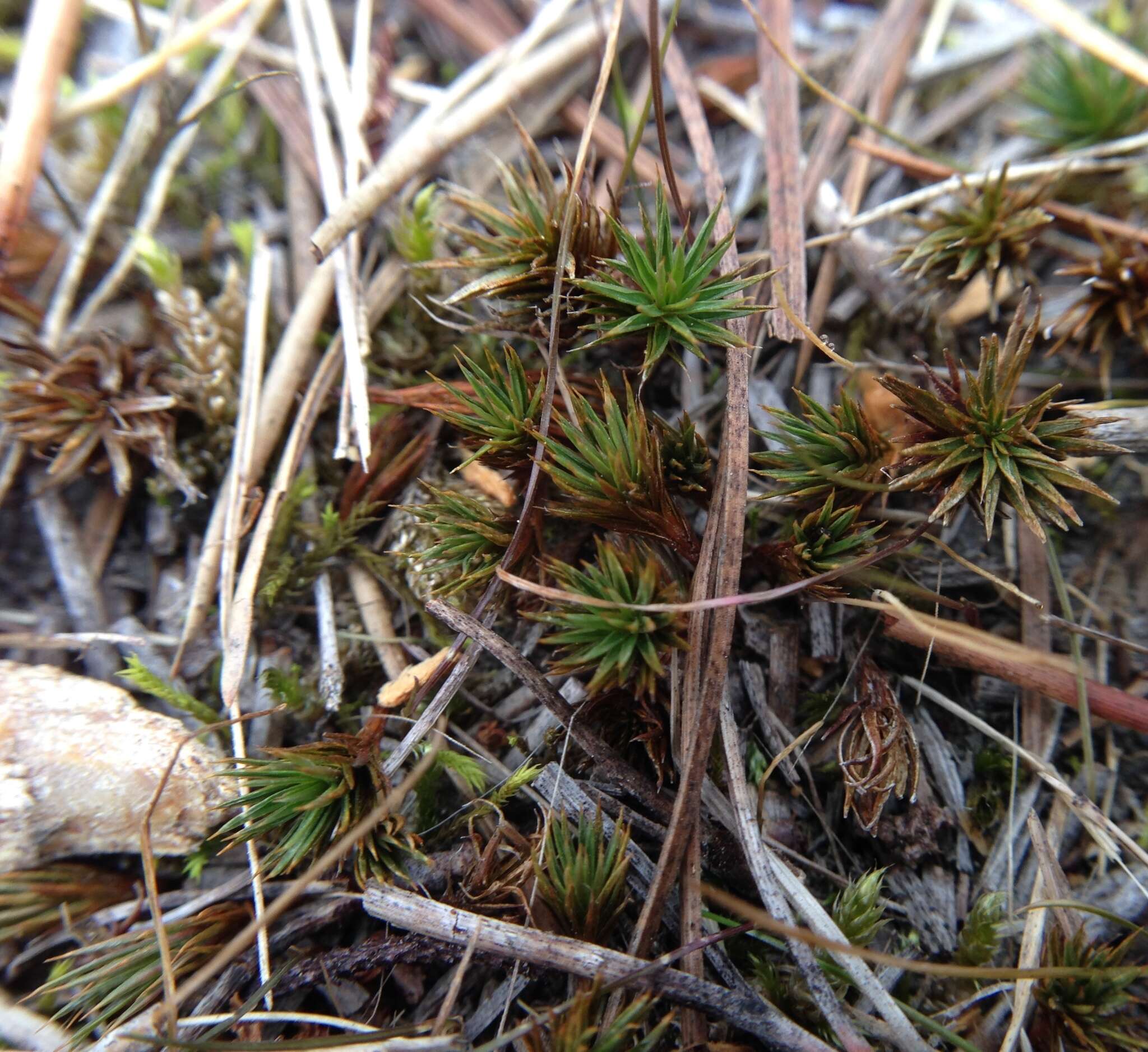 Image of juniper polytrichum moss