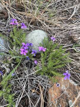 Image of tufted phlox