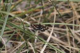 Image of Pyrausta nigrata Scopoli