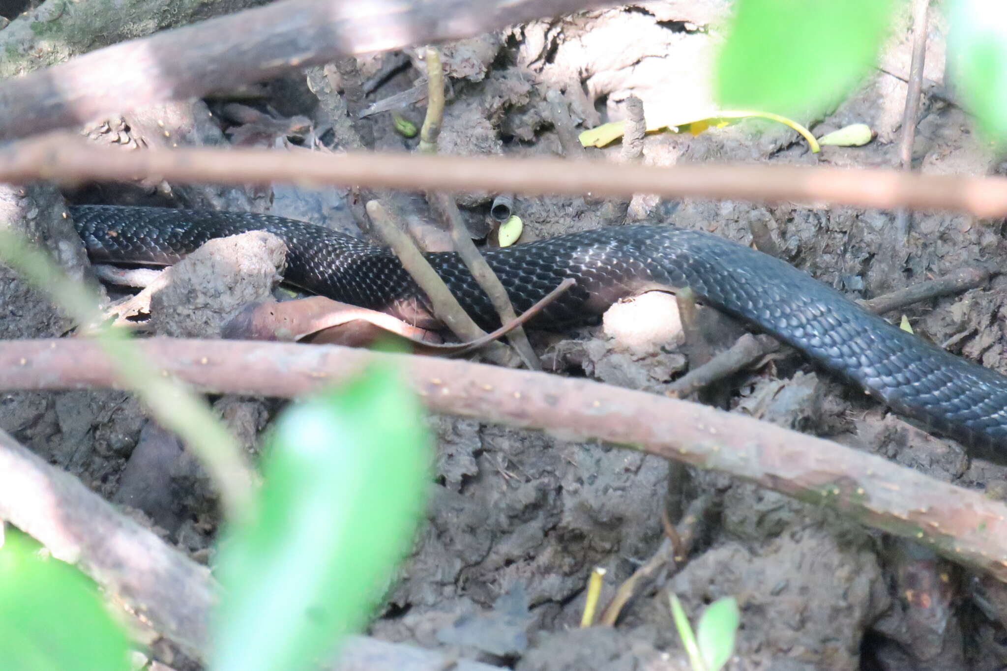 Image of Golden Spitting Cobra