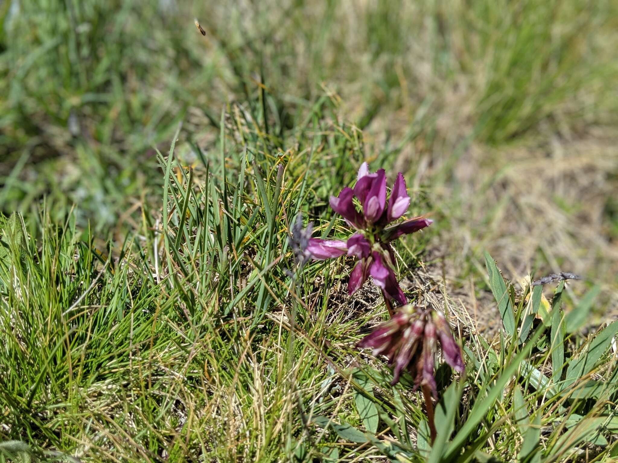 Trifolium alpinum L.的圖片