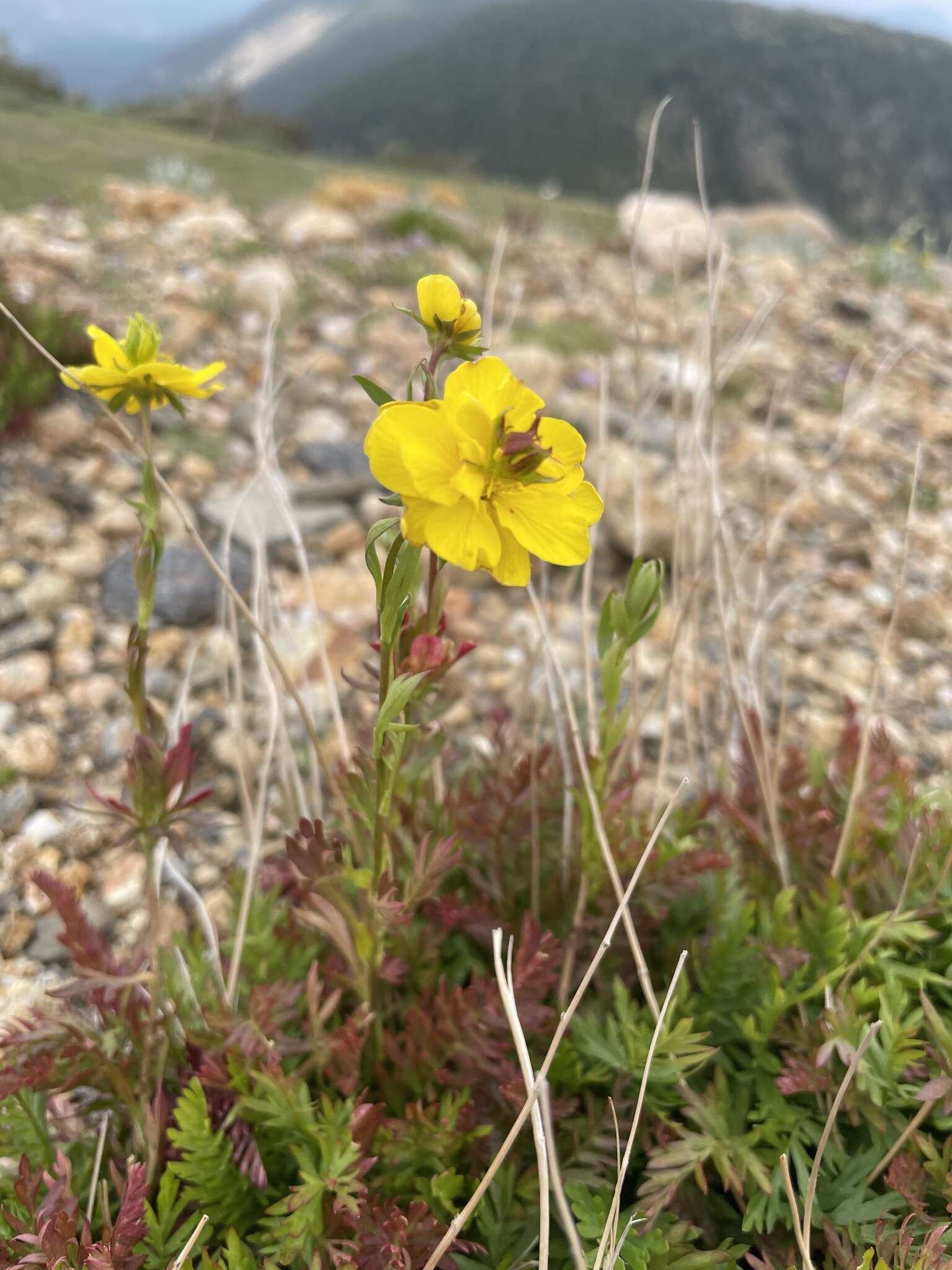 Image de Geum rossii var. turbinatum (Rydb.) C. L. Hitchc.