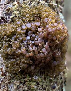 Image of jelly lichen