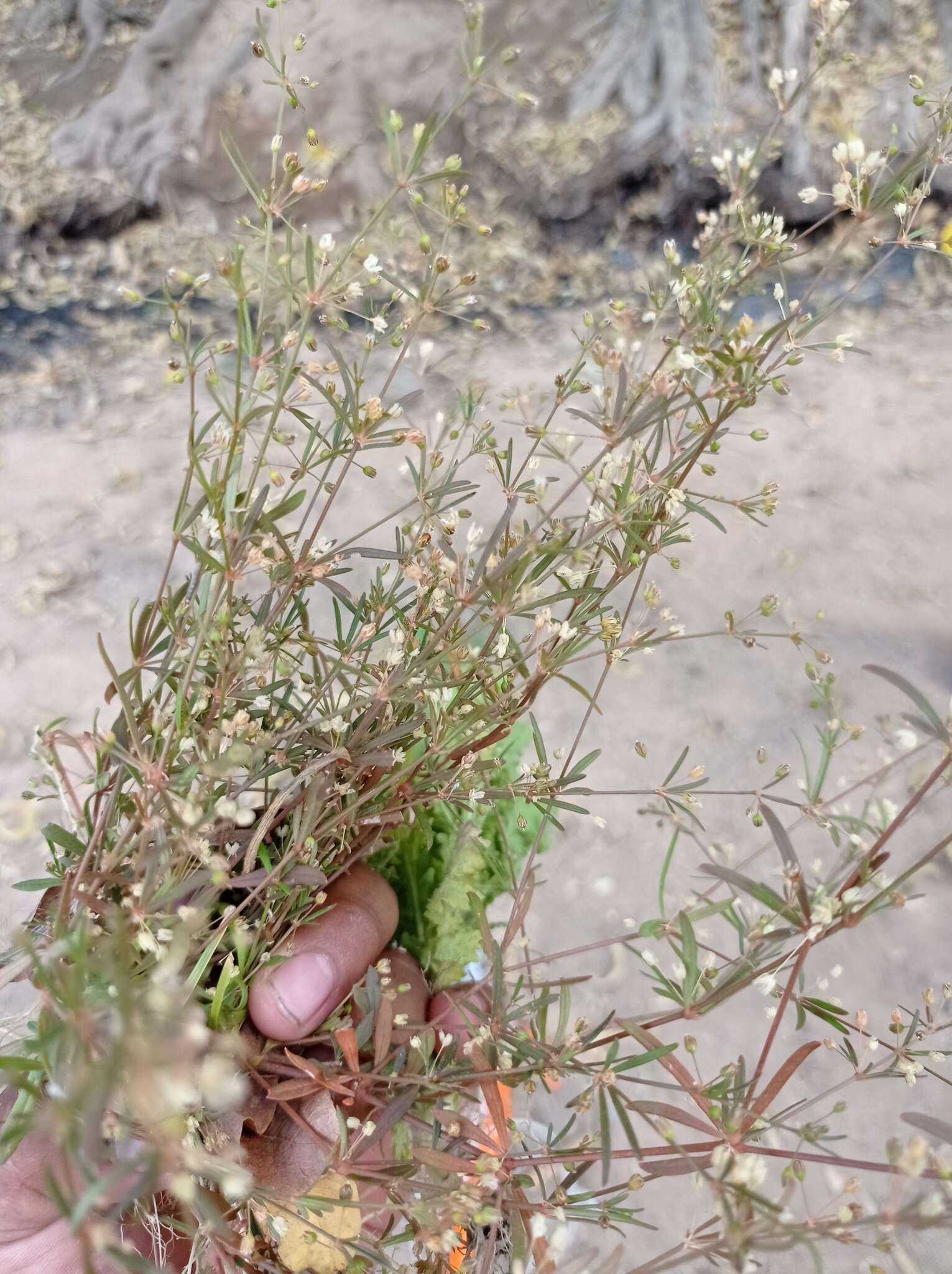 Image de Arenaria lanuginosa (Michx.) Rohrb.