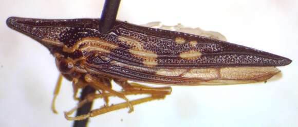 Image of Polyglypta costata Burmeister