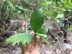 Plancia ëd Tabernaemontana tomentosa (Greenm.) A. O. Simões & M. E. Endress