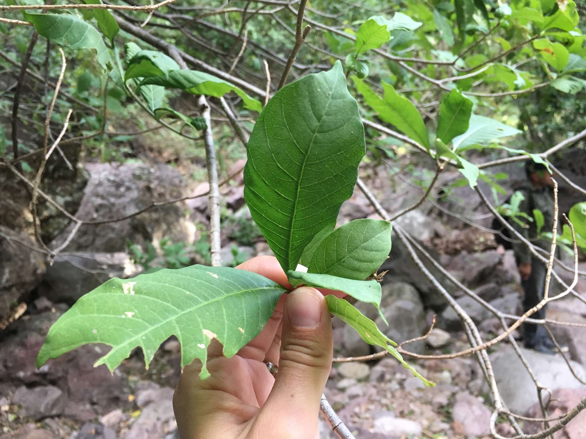 Plancia ëd Tabernaemontana tomentosa (Greenm.) A. O. Simões & M. E. Endress