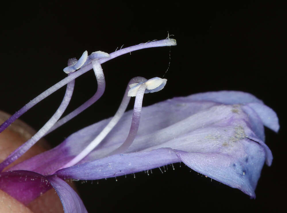 Image of Siskiyou beardtongue