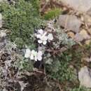 Arabis bryoides Boiss.的圖片