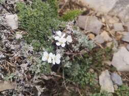 Arabis bryoides Boiss.的圖片