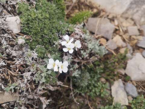 صورة Arabis bryoides Boiss.