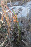 Image of Watsonia bachmannii L. Bolus