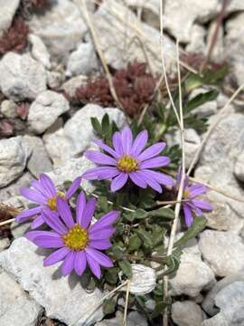 Image of Wyoming Townsend daisy