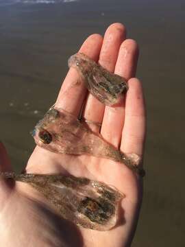 Image of common salp