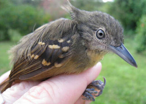 Image of Checker-throated Antwren