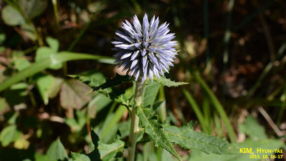 Image of Echinops setifer Iljin