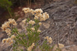 Image of <i>Cassinia complanata</i>